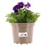 Pansy Dark Blue Hybrid 2L Pot BeddingAlternative Image1